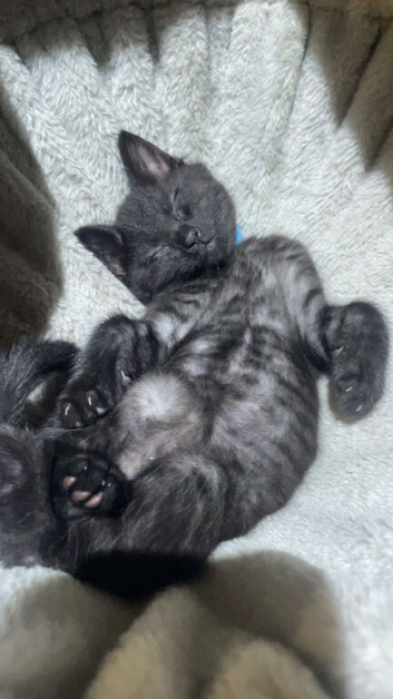 Three gorgeous ghost tabbies looking for there forever homes