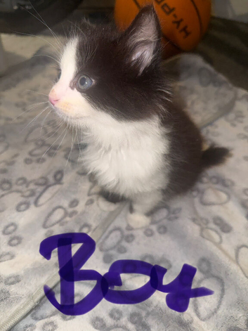 6 kittens looking home