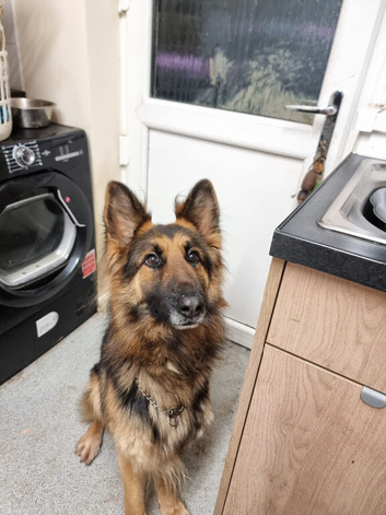 German shepherd 3 years