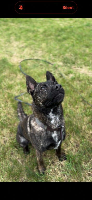 3 year old staffie x German shepherd