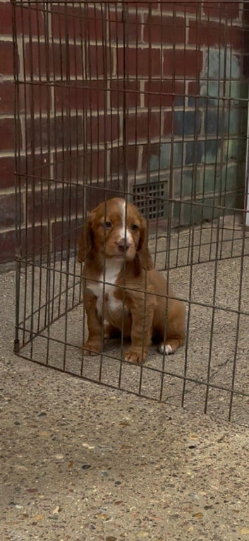 Beautiful cocker spaniel puppy