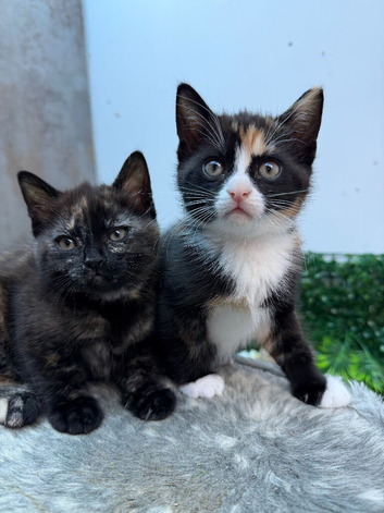 British Shorthair Kittens, Ready now, I can Deliver.