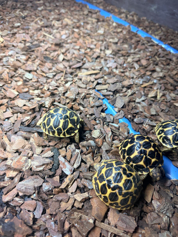 Baby Indian star tortoises