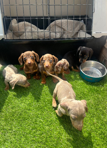 6 miniature dachshund puppy&rsquo;s ready for there new homes