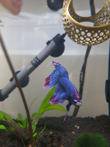 Cute Betta Fish + Aquarium and Everything, is looking for a new home :)