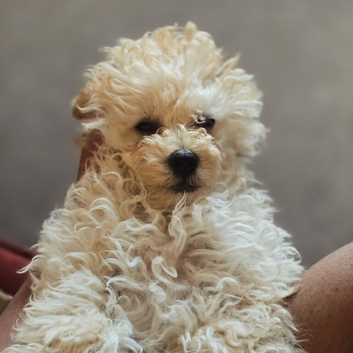 Male toypoodle