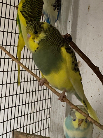 Young budgies for sale