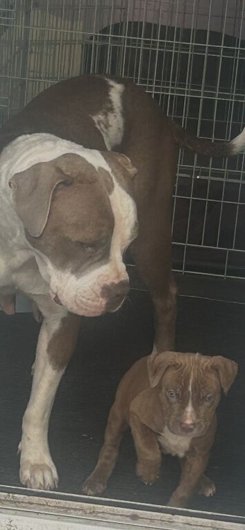 American bulldog cross mum and pup