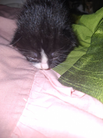 2 beautiful black and white kittens left