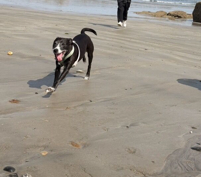 Staffie x collie