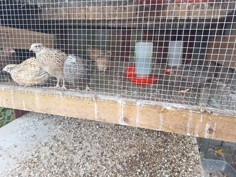 Coturnix Quails