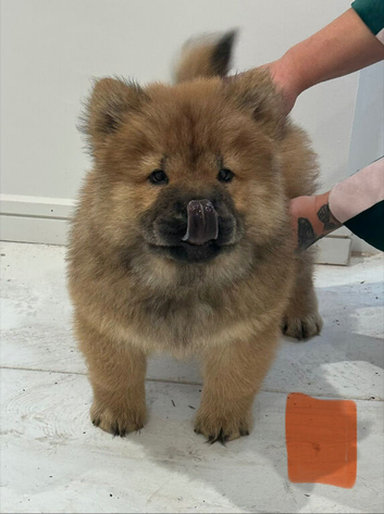Chow Chow Puppies Black&Red