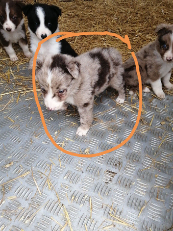 Last border collie puppy