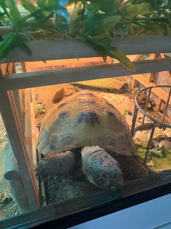 Tortoise
