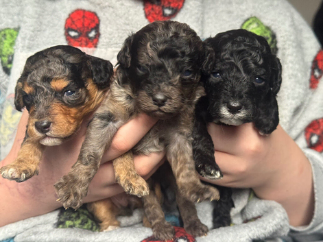 F1b toy Cavapoos