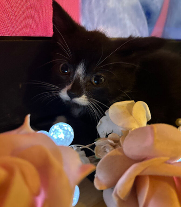 Beautiful kitten