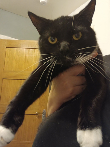 Full male tuxedo cat