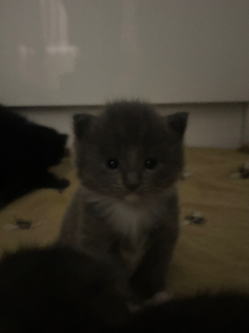 Kitten