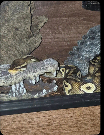 Female pascal ball python