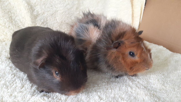Pair of 8wk bonded boars