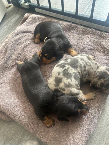 Lovely Well Bred Dachshund Puppies Deposits Being Taken