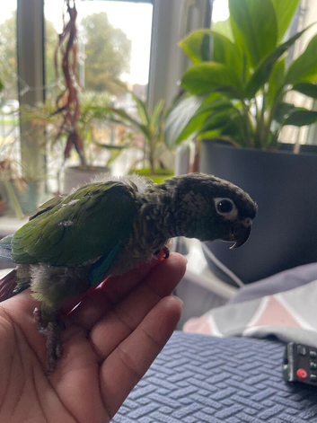 Green cheek conure handreared babies