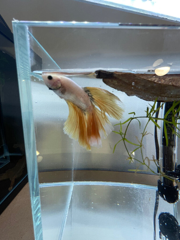 Betta sale!!