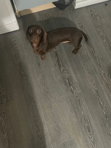 Daschund dog
