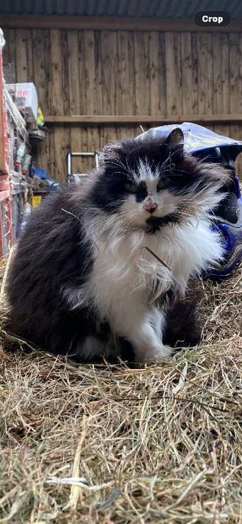 Ragdoll x naughty mog!