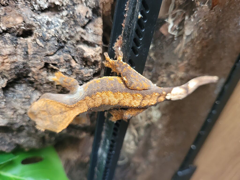 Crested ghecko