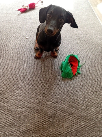 7 Month old Miniature Dachund Frank