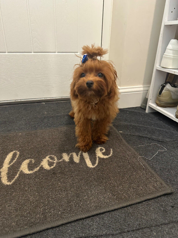 Asian maltipoo