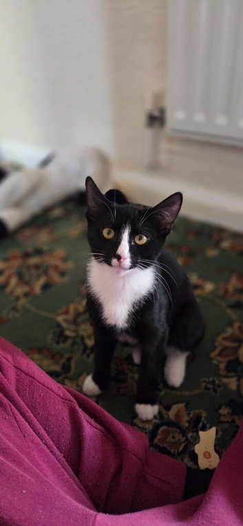 Male kitten for sale