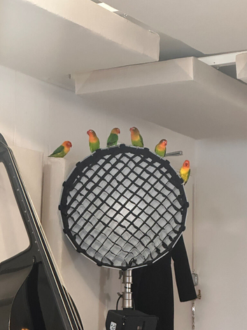 Love bird