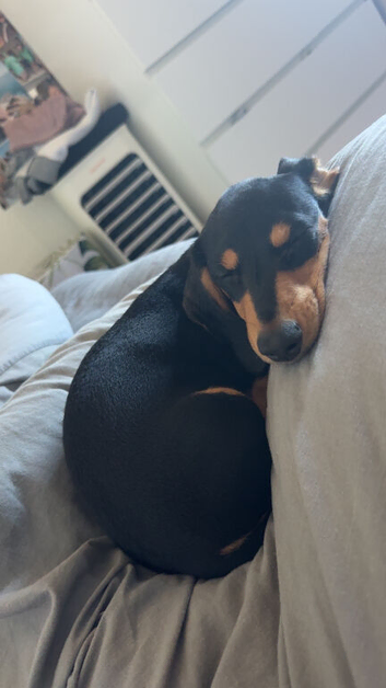 Hello this is Milo mini dachshund
