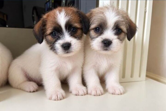 Beautiful Shih Tzu Puppies &ndash; 2 Boys & 1 Girl