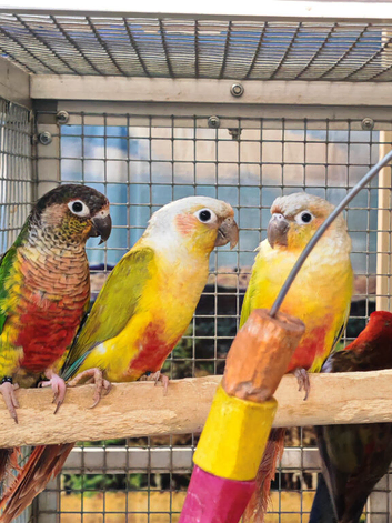 Baby Conure Parrots