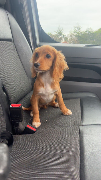 cocker spaniel girl puppy