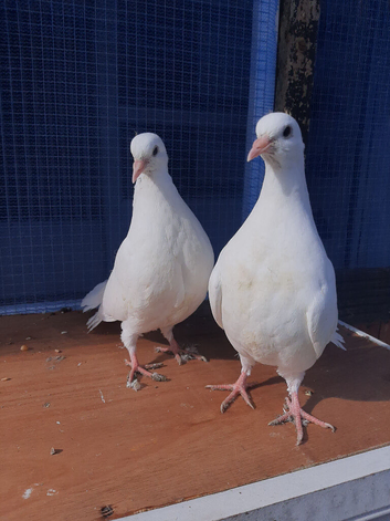 Two young fan tails