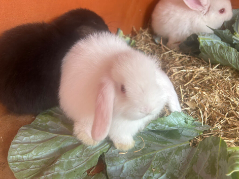 Mini lops