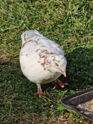 Roller Pigeons