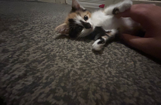 2 male and 2 female kittens for sale
