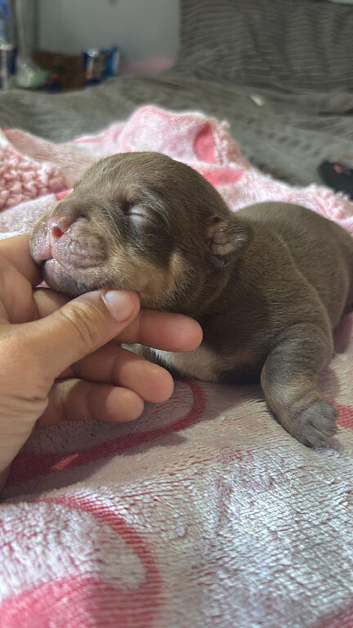 Micro bullys