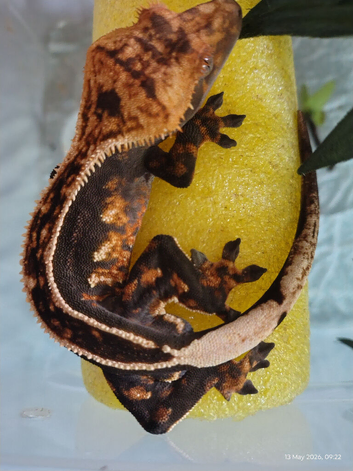 Male crested gecko.