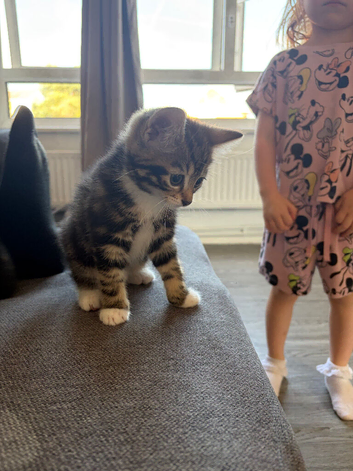 Female kitten