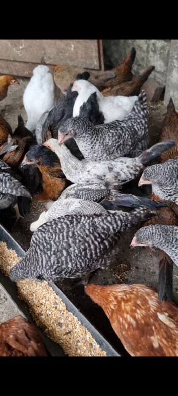 Hybrid chicken