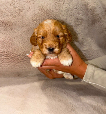 F1 Cockapoo Puppies