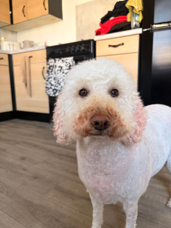 3 year old cockapoo