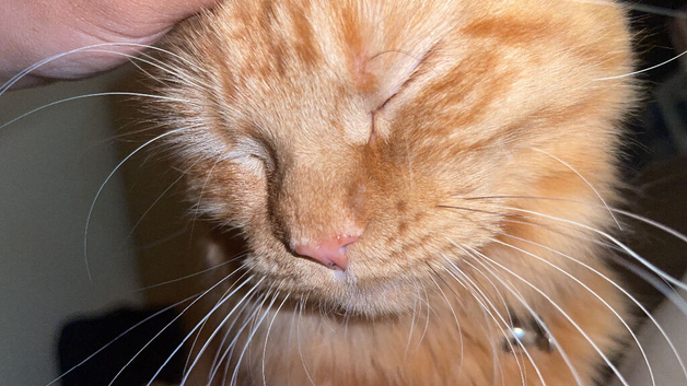Ginger girl need rehoming