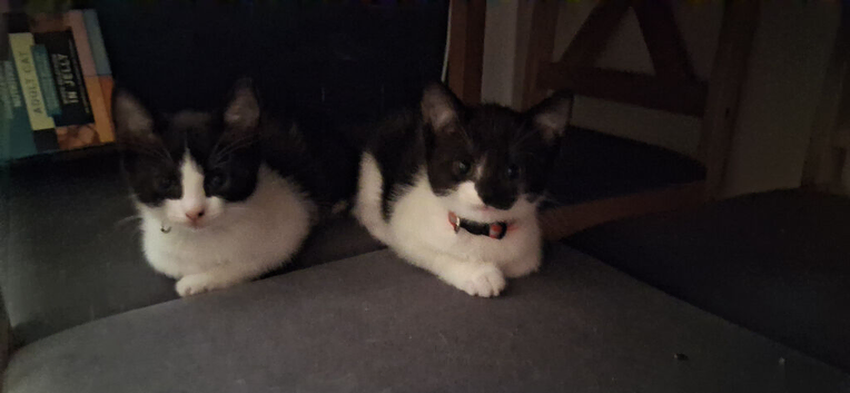 Cute kittens